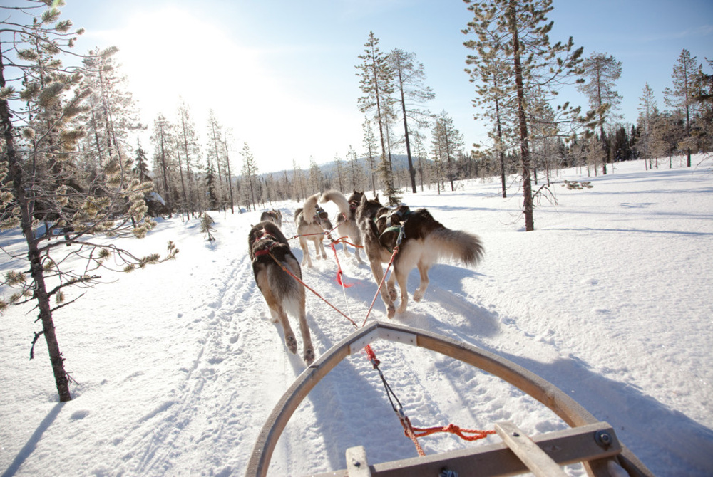 Villa Maria Ruka Kuusamo Finland: Husky ride